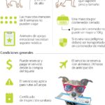 ¿Qué necesito saber para viajar con mi perro o gato en avión de forma segura?